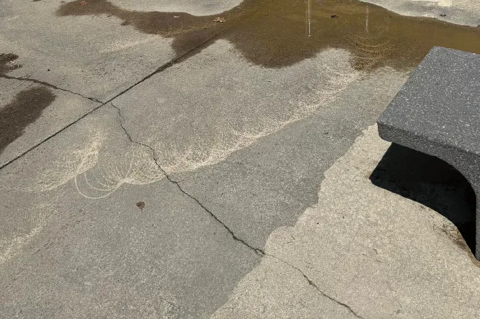 Concrete Cleaning